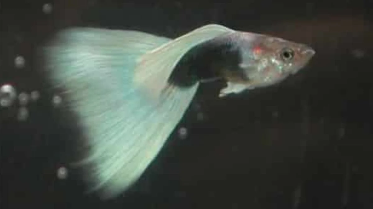 gambar-guppy-half-black-white (10) Gambar ikan guppy half black white