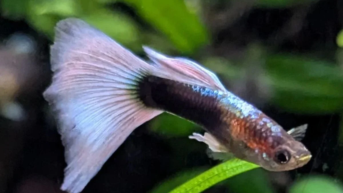 gambar-guppy-half-black-white (11) Gambar ikan guppy half black white