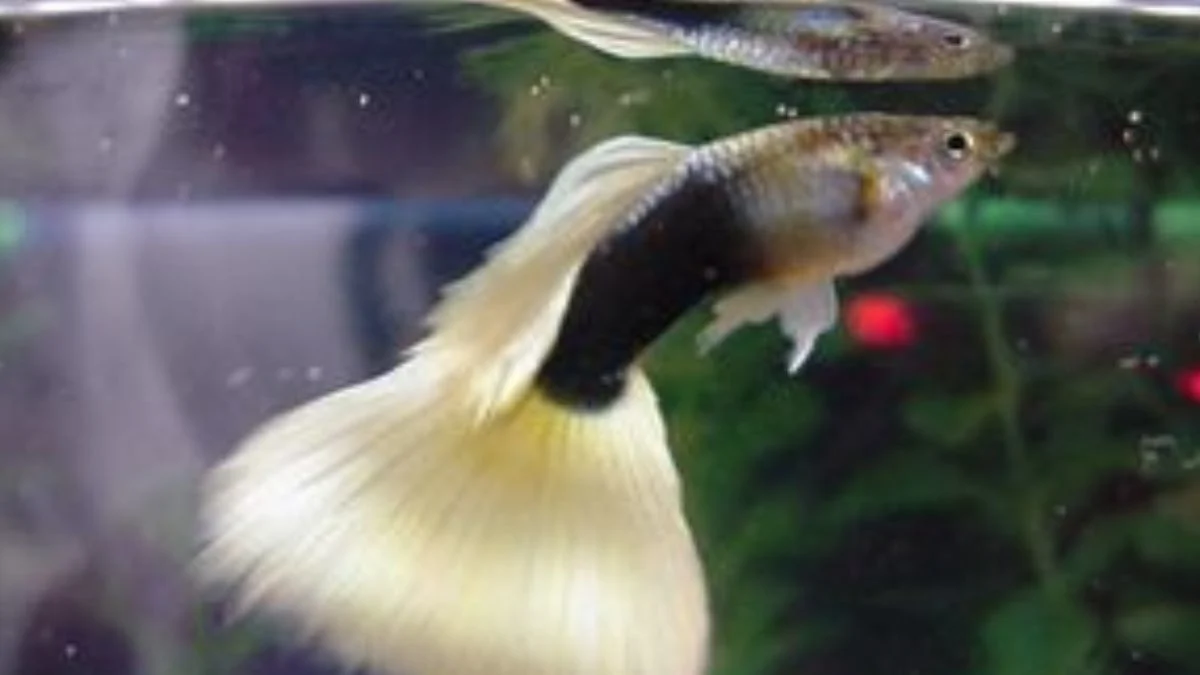 gambar-guppy-half-black-white (12) Gambar ikan guppy half black white