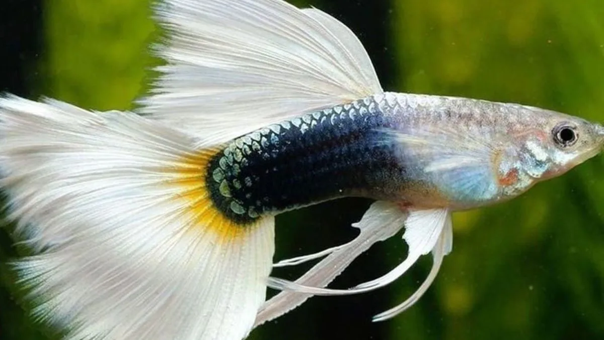 gambar-guppy-half-black-white (4) Gambar ikan guppy half black white