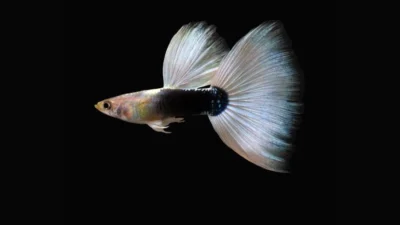 Gambar ikan guppy half black white