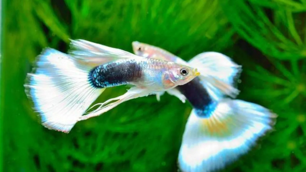 gambar-guppy-half-black-white (5) Gambar ikan guppy half black white