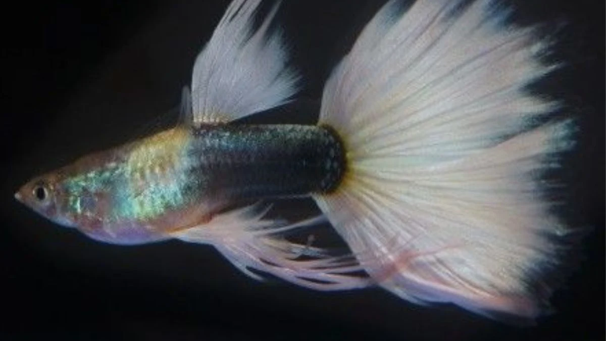 gambar-guppy-half-black-white (6) Gambar ikan guppy half black white