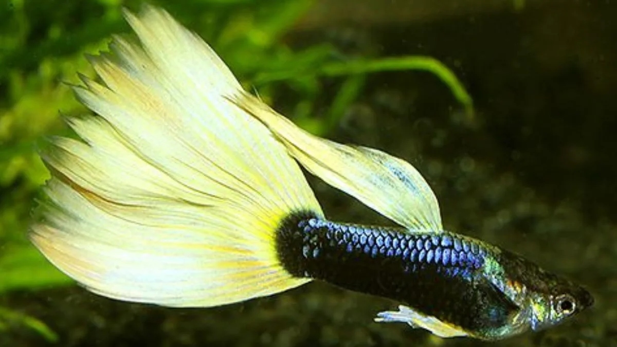 gambar-guppy-half-black-white (7) Gambar ikan guppy half black white