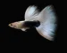 Gambar ikan guppy half black white