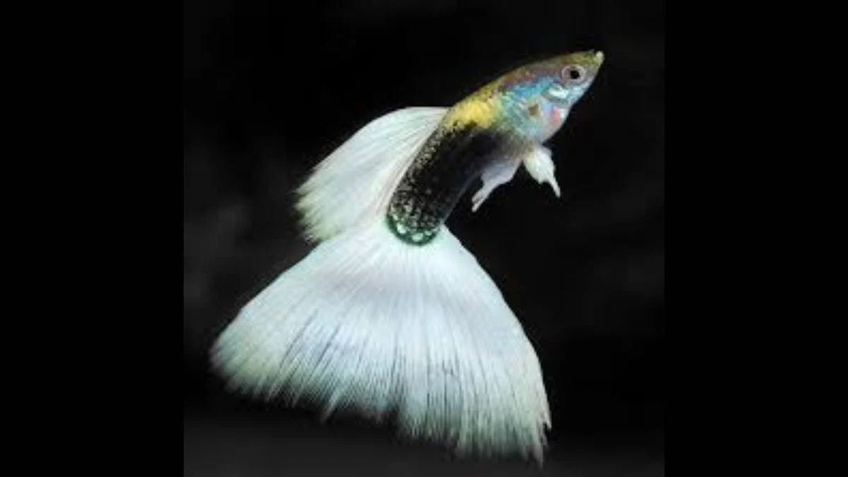 gambar-guppy-half-black-white-jantan (1) Gambar ikan guppy half black white