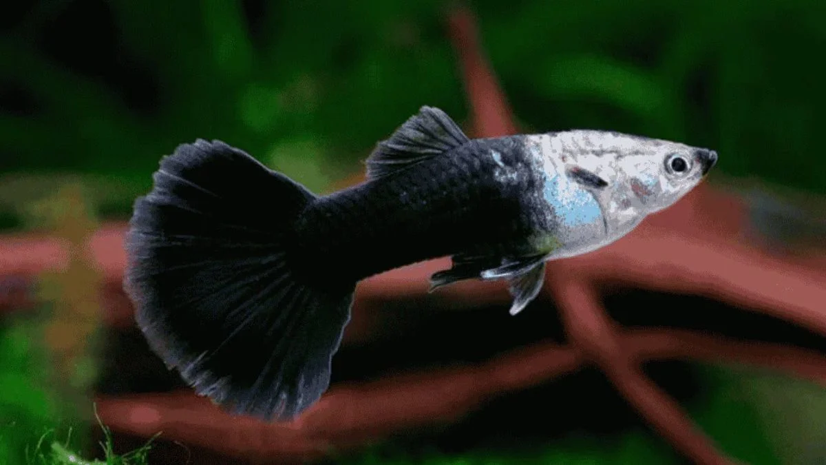 gambar-guppy-half-black-white-jantan (3) Gambar guppy half black white