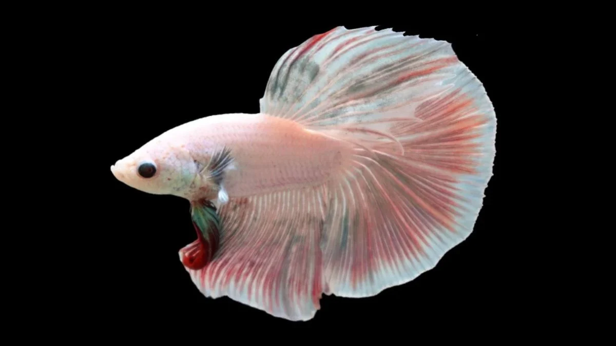 Gambar ikan cupang cotton candy