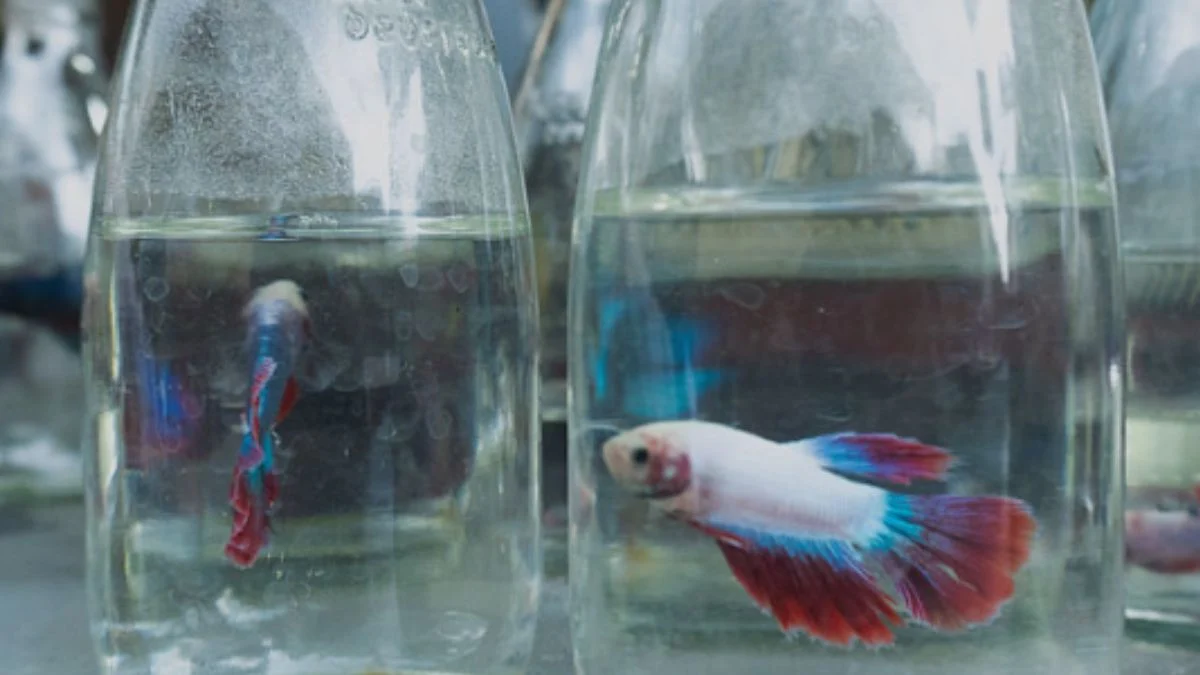 Gambar ikan cupang yang dibudayakan