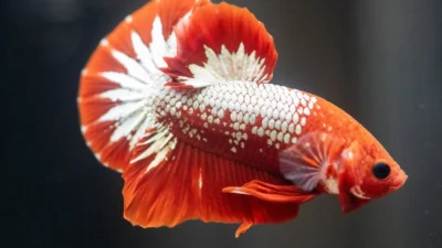 Gambar ikan cupang fccp.