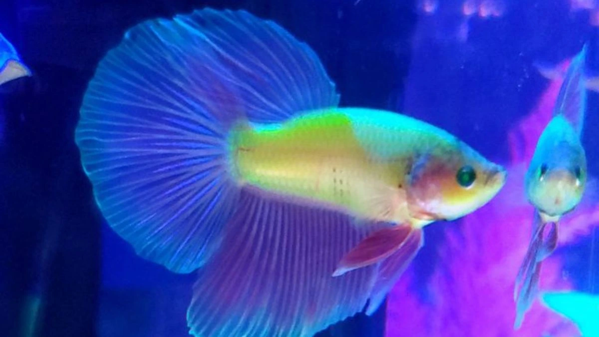 Gambar ikan cupang neon pink jantan