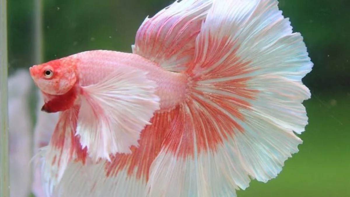 Gambar ikan cupang pink jantan halfmoon