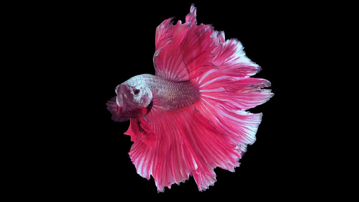 Gambar ikan cupang pink jantan