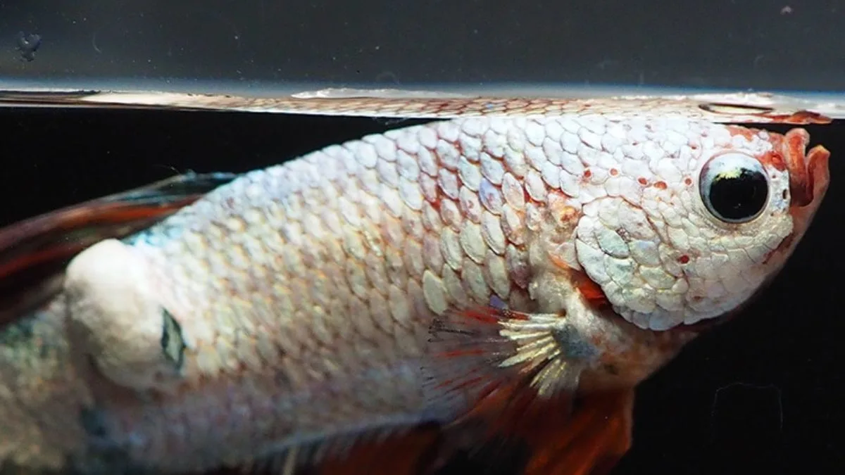 Gambar ikan cupang terkena penyakit popeye