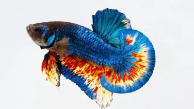Gambar ikan cupang vanda mustard gas