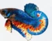 Gambar ikan cupang vanda mustard gas