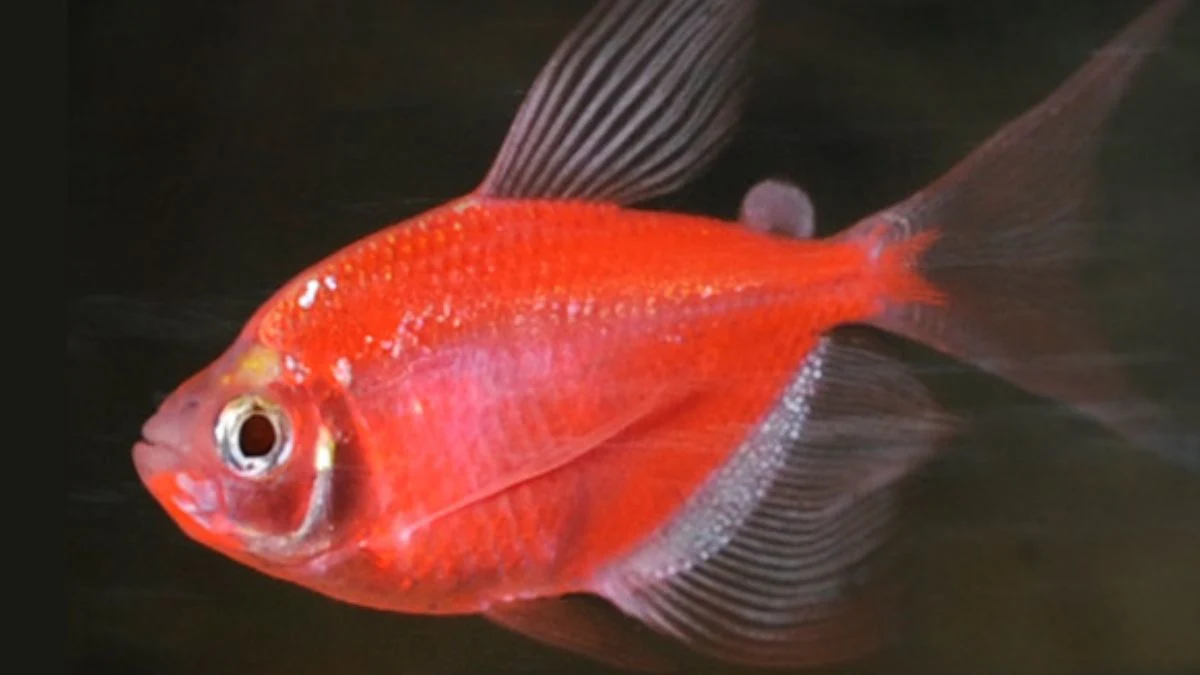 gambar-ikan-glofish-starfire Gambar ikan glofish merah yang cocok untuk artikel tentang makanan ikan cupang