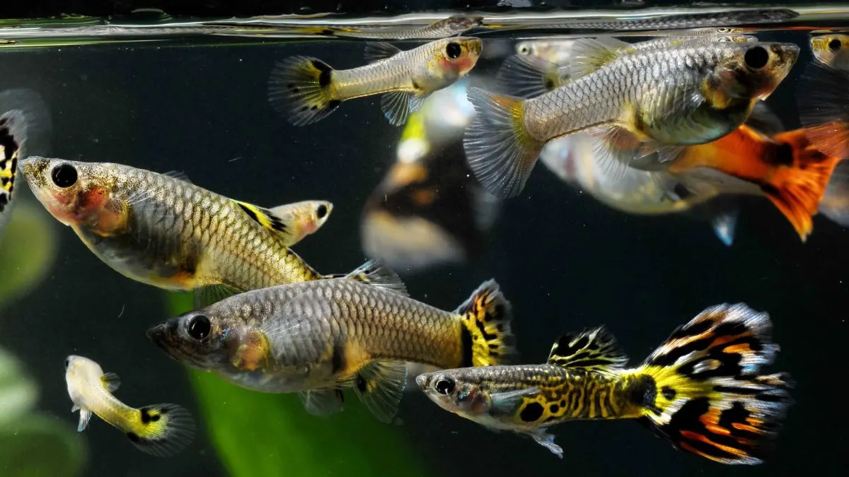 Gambar ikan guppy jenis ikan hias air tawar