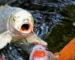 Gambar ikan koi close up di kolam