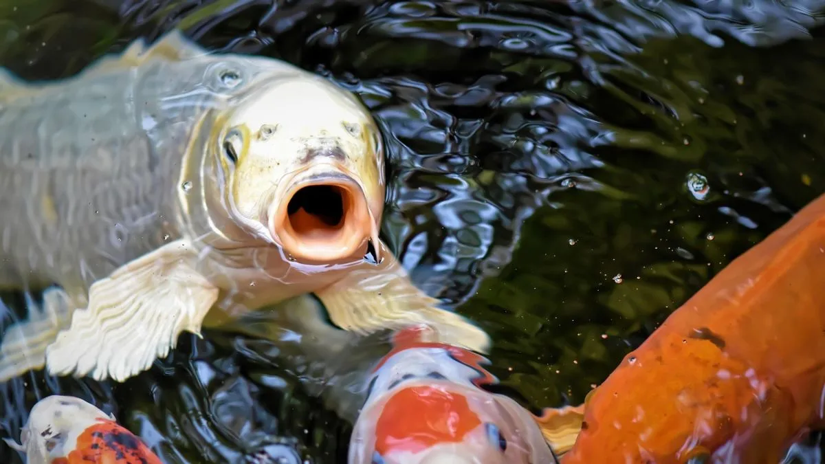 Gambar ikan koi close up di kolam