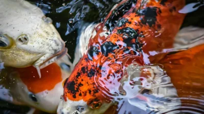 Gambar ikan koi di bawah air yang cocok untuk artikel kenapa ikan koi mahal