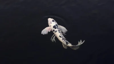 Gambar ikan koi langka kolam yang cocok untuk artikel kenapa ikan koi mahal