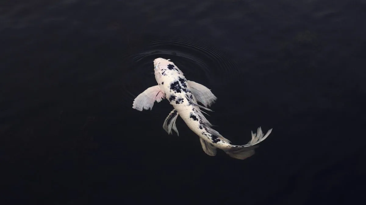 gambar-ikan-koi-di-kolam Gambar ikan koi langka kolam yang cocok untuk artikel kenapa ikan koi mahal