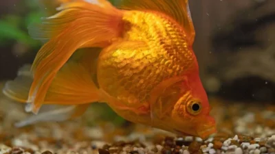 Gambar ikan koki makan yang cocok untuk artikel makanan ikan koki