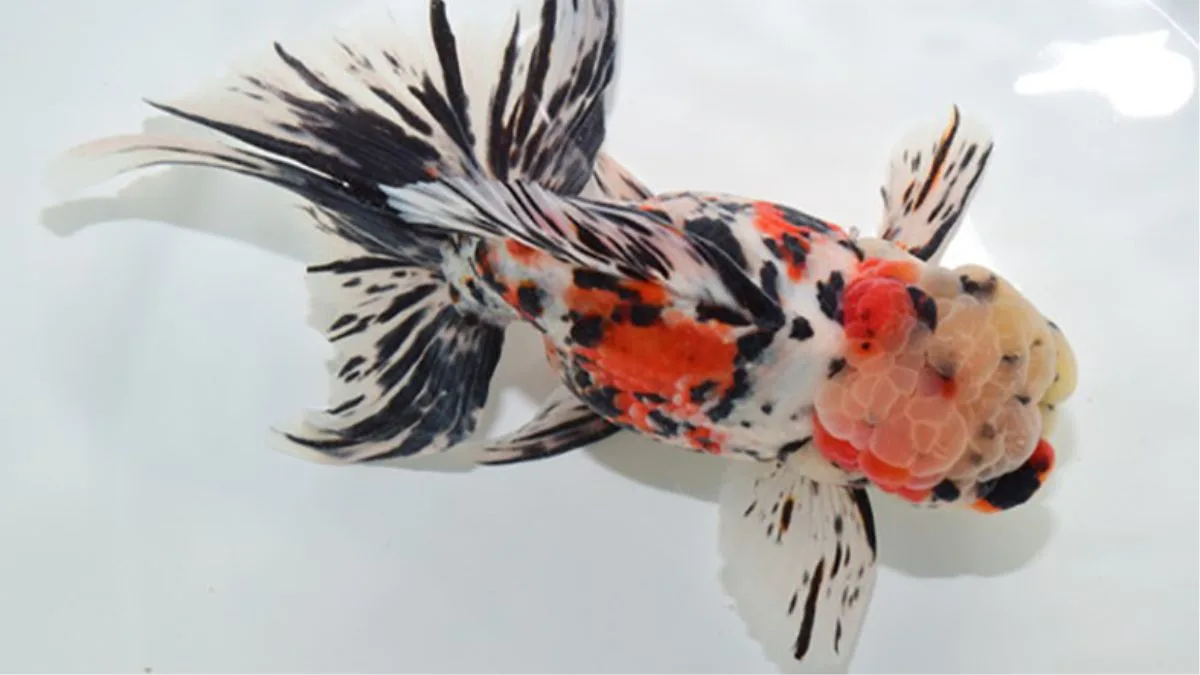 Gambar ikan koki uzuma nishiki yang sesuai dengan artikel cara merawat ikan koki jambul