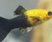 Gambar ikan molly golden black