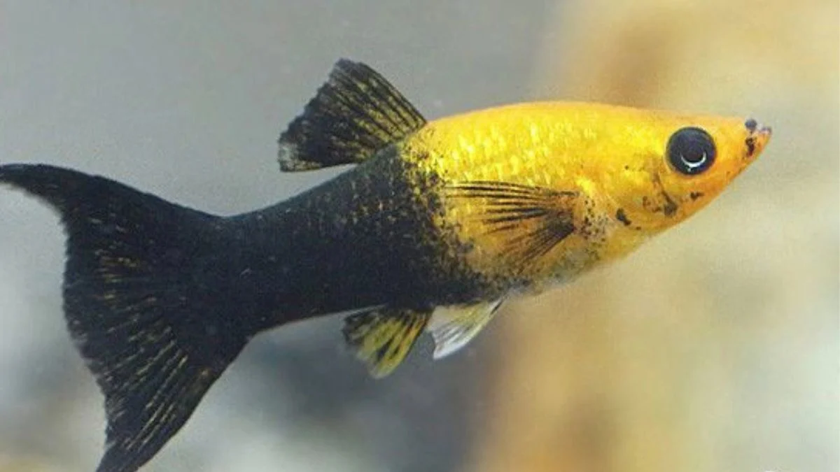 Gambar ikan molly golden black