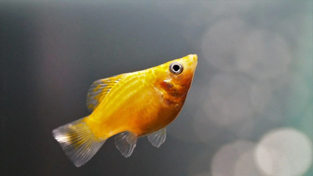 Gambar ikan molly sunkist yang cocok untuk artikel jenis ikan hias yang bisa hidup di wadah kecil