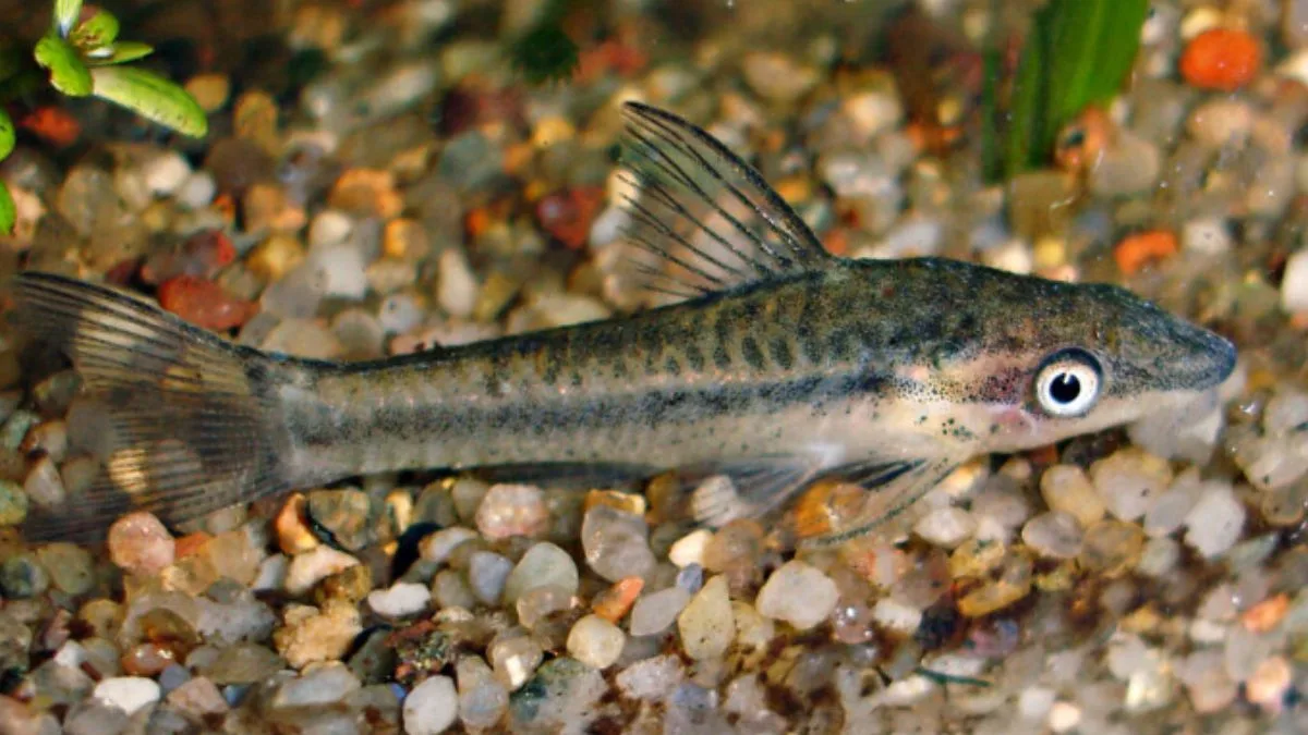 Gambar ikan otocinclus