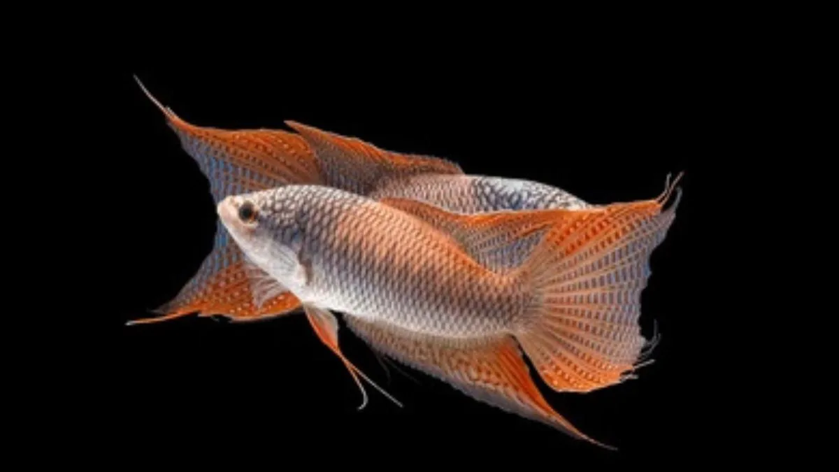 Gambar ikan paradise