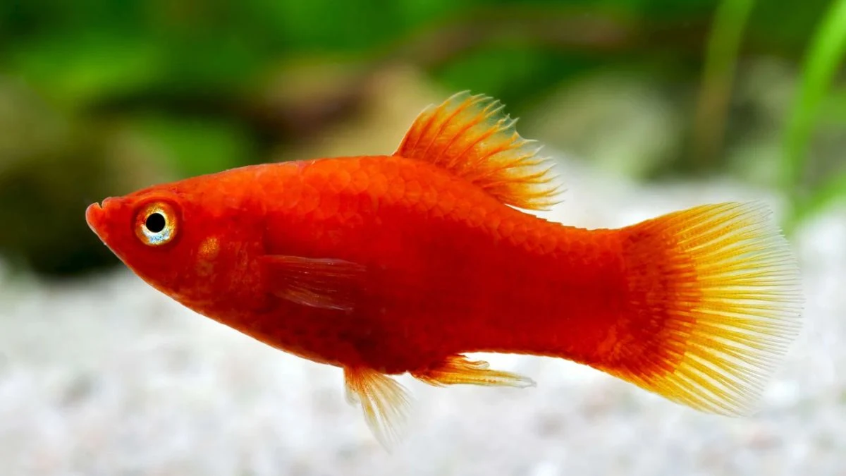 Gambar ikan Platy Red Coral