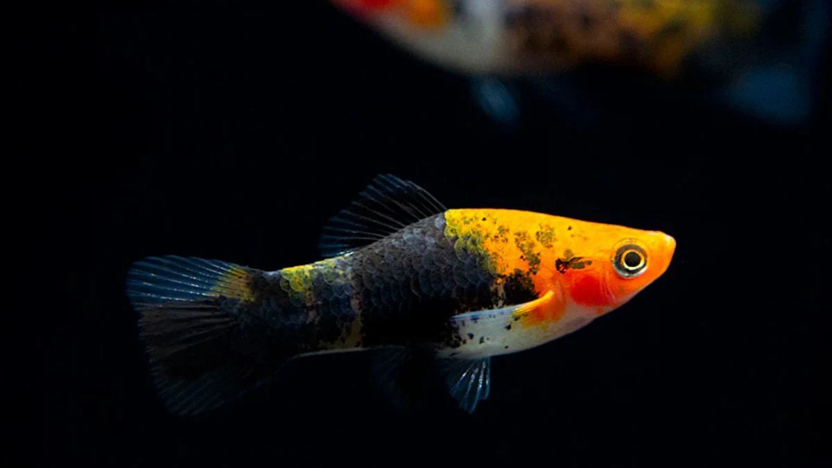 Gambar ikan platy sanke tricolor.