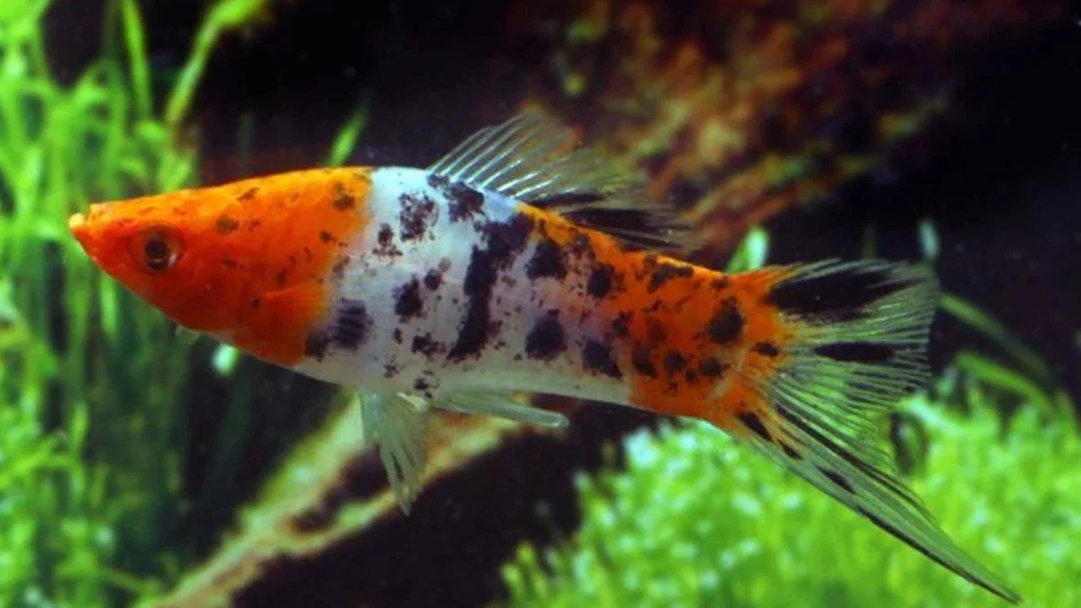 Gambar ikan platy sanke tricolor.