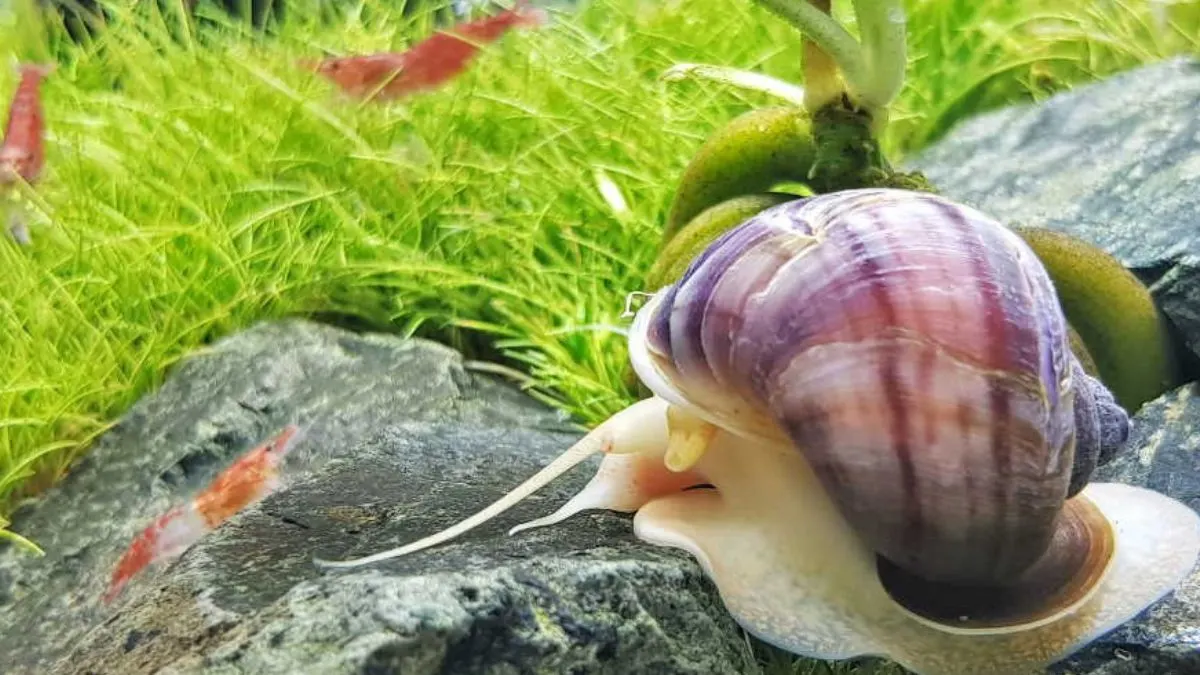 gambar-keong-hias-aquascape-platy Gambar keong hias aquascape dengan platy