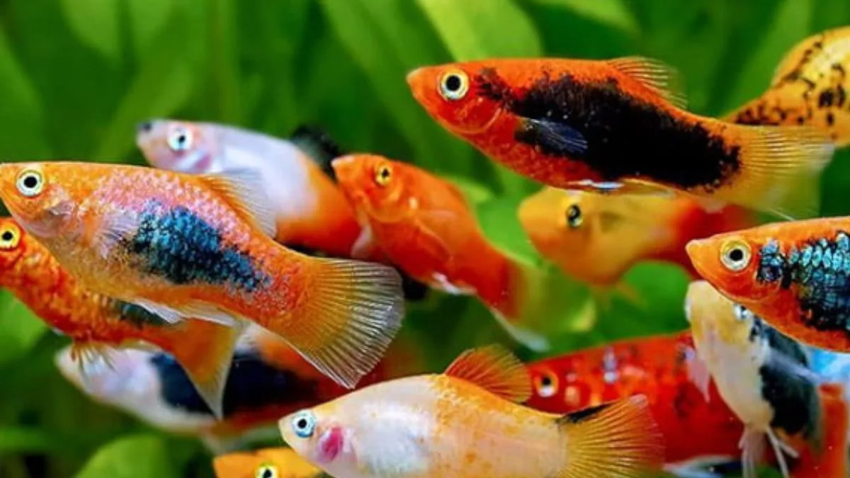 Gambar kumpulan ikan platy