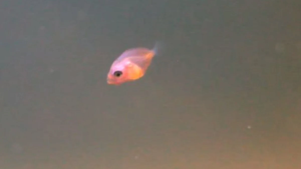 gambar-larva-ikan-manfish Gambar larva ikan manfish