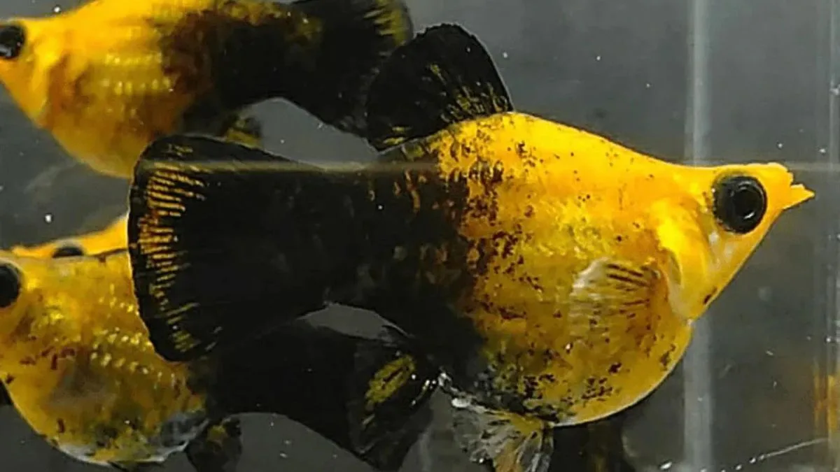 Gambar ikan molly balon golden black