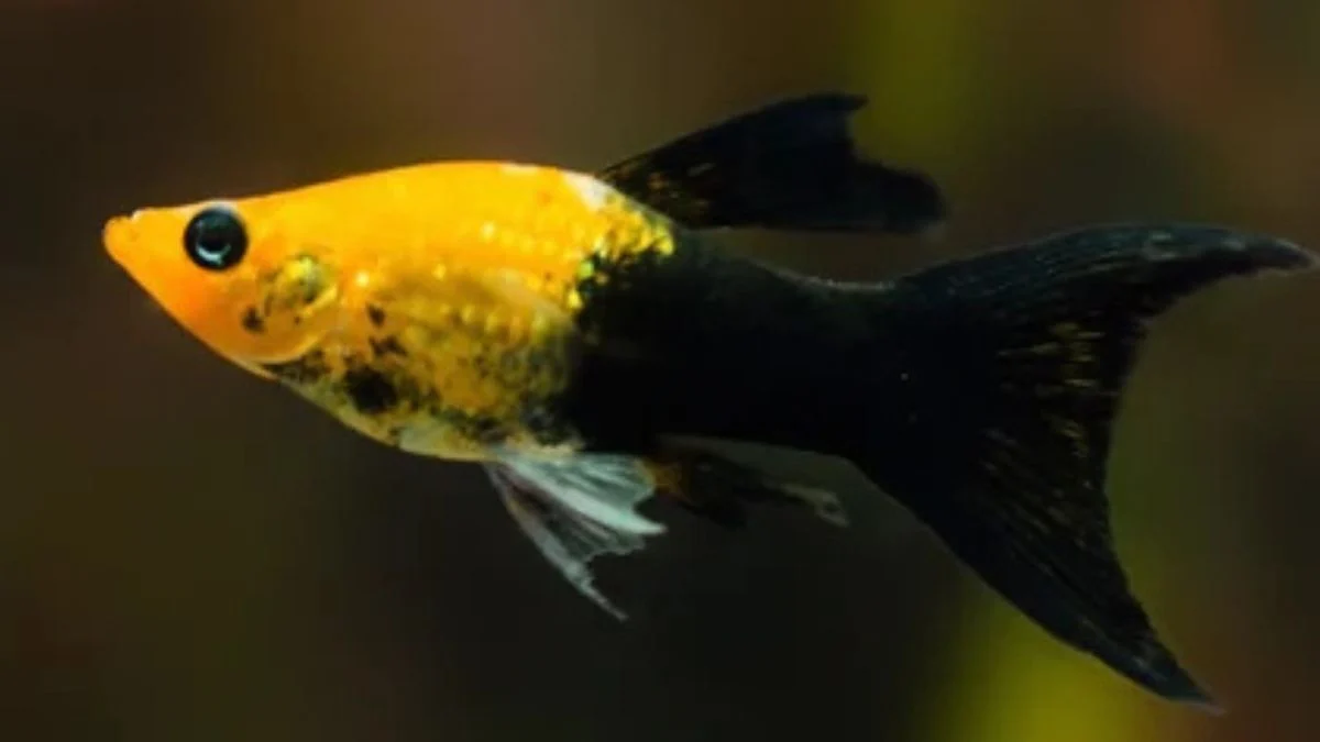 Gambar ikan molly golden black