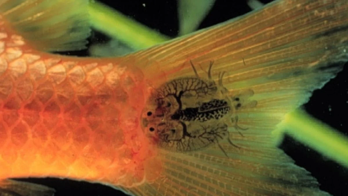 gambar-penyakit-ikan-koki-argulus-kutu-ikan Gambar penyakit ikan koki argulus atau kutu ikan