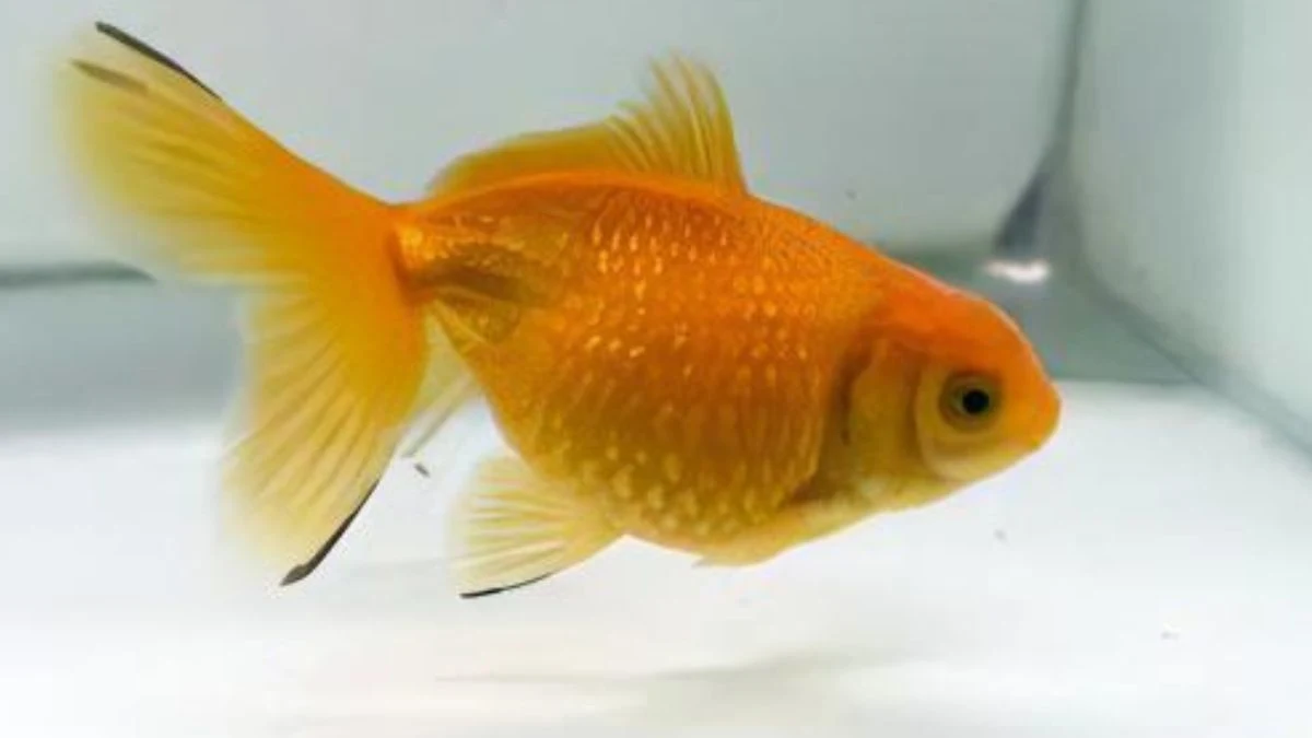 gambar-penyakit-ikan-koki-dropsy Gambar penyakit ikan koki dropsy