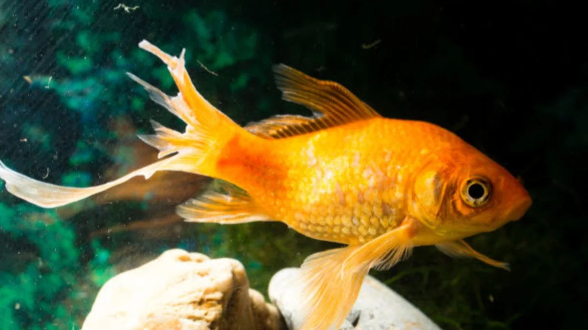 gambar-penyakit-ikan-koki-fin-rot Gambar penyakit ikan koki fin rot