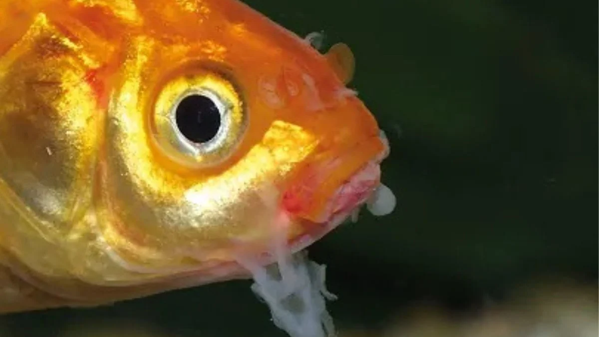 gambar-penyakit-ikan-koki-saprolegnia Gambar penyakit ikan koki jamur kapas