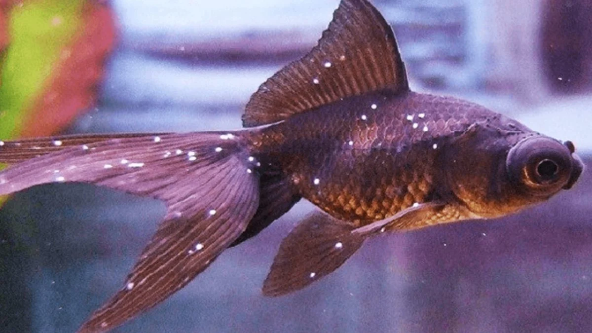 gambar-penyakit-ikan-koki-white-spot Gambar penyakit ikan koki white spot