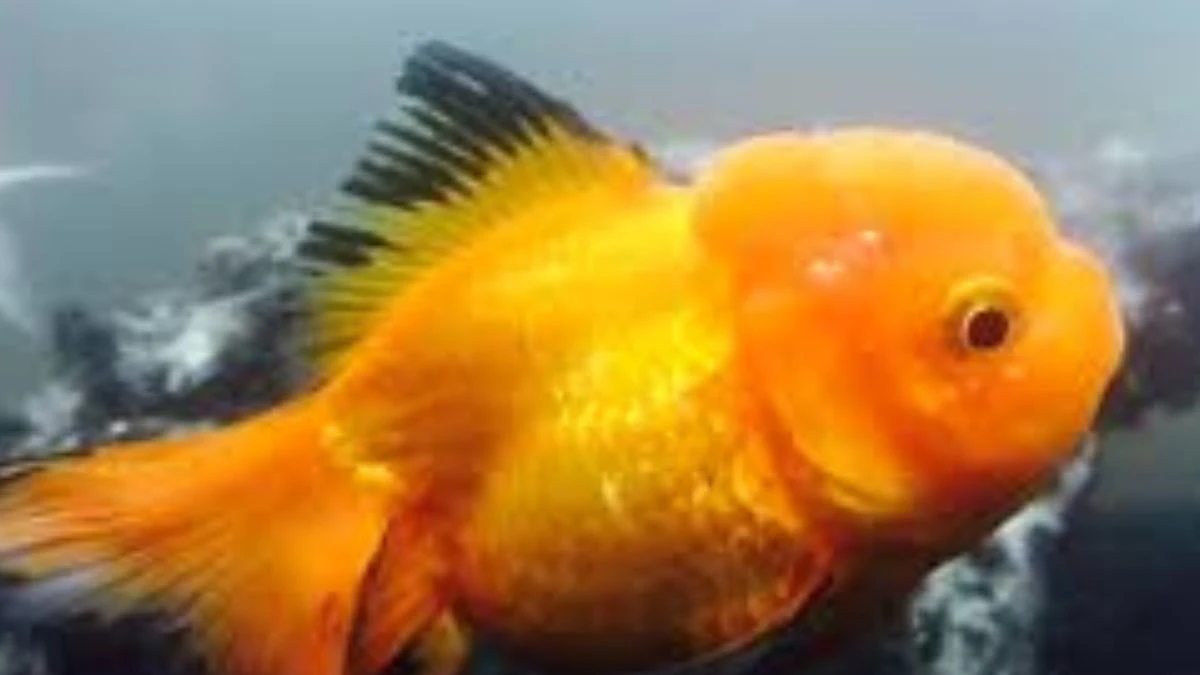 Gambar penyakit wen ikan koki yang sesuai dengan artikel tentang cara merawat ikan koki jambul