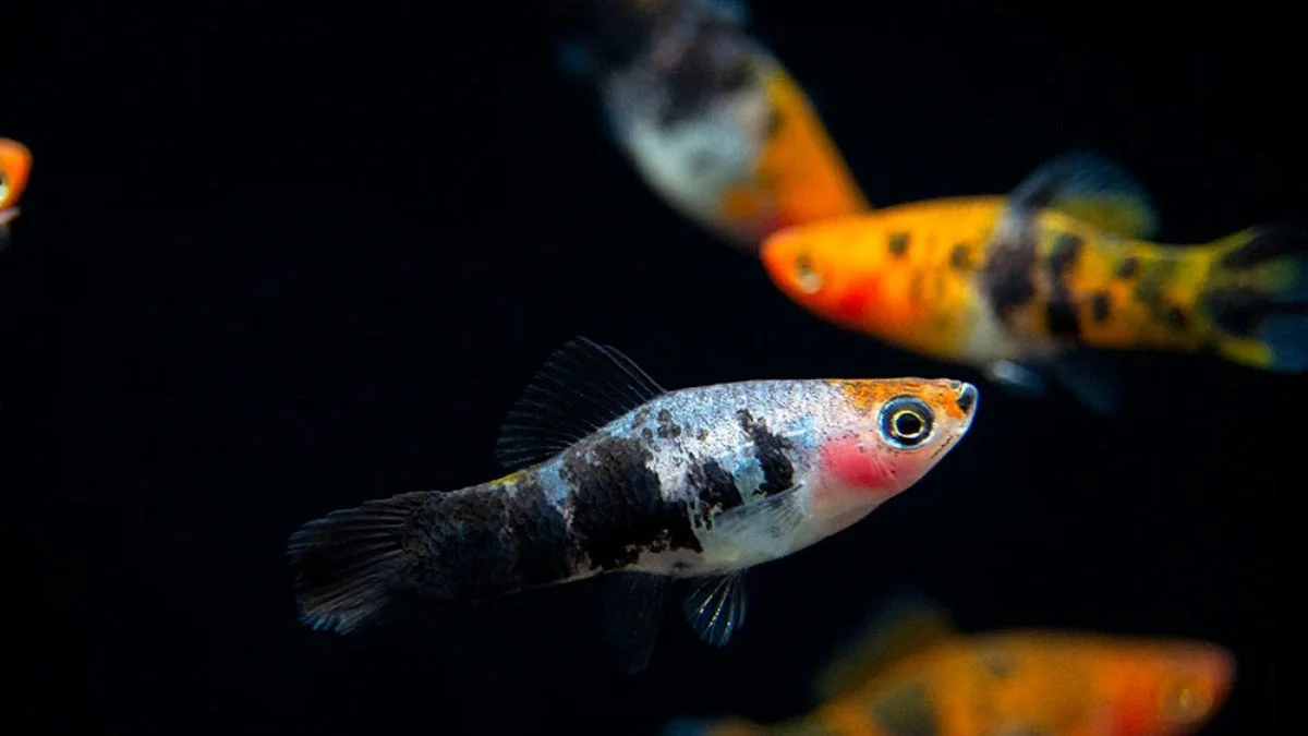 Gambar ikan platy sanke tricolor.