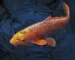 gambar ikan koi di kolam